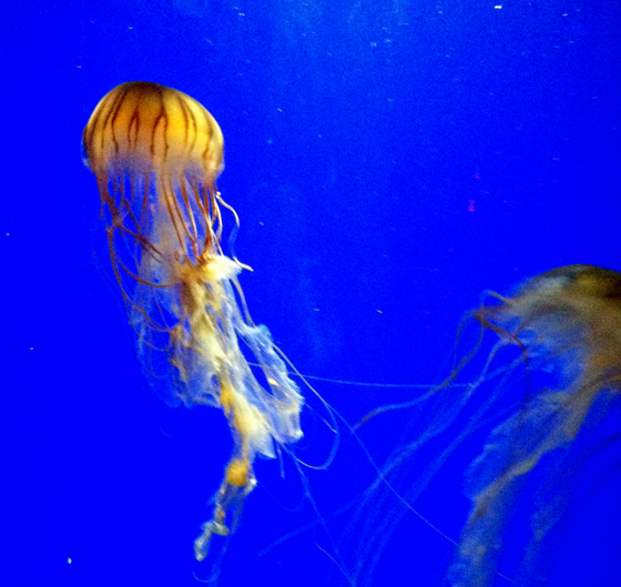 Jellyfish at the aquarium.