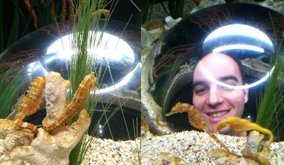 Left: Seahorses chilling out. Right: Oh my god a giant head!