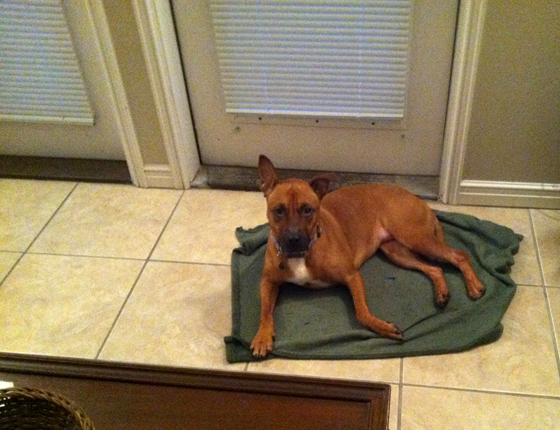We had to make a blanket bed for Sienna because she kept sliding around on the tile.