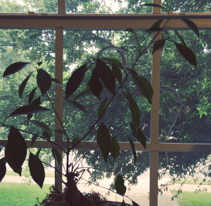 plant-window